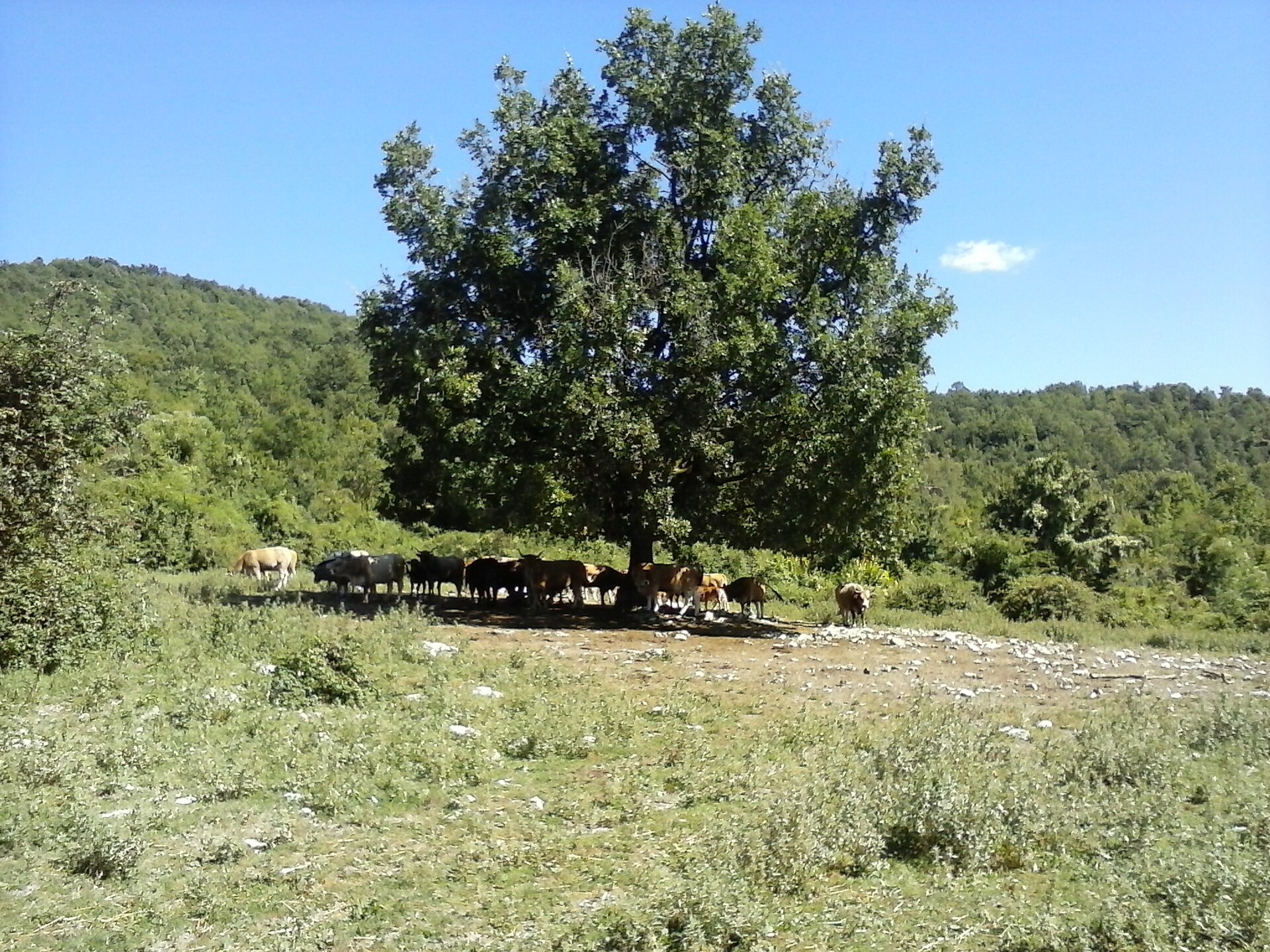 Foto: fotokoci, CC0 (pubblico dominio), via Wikimedia Commons